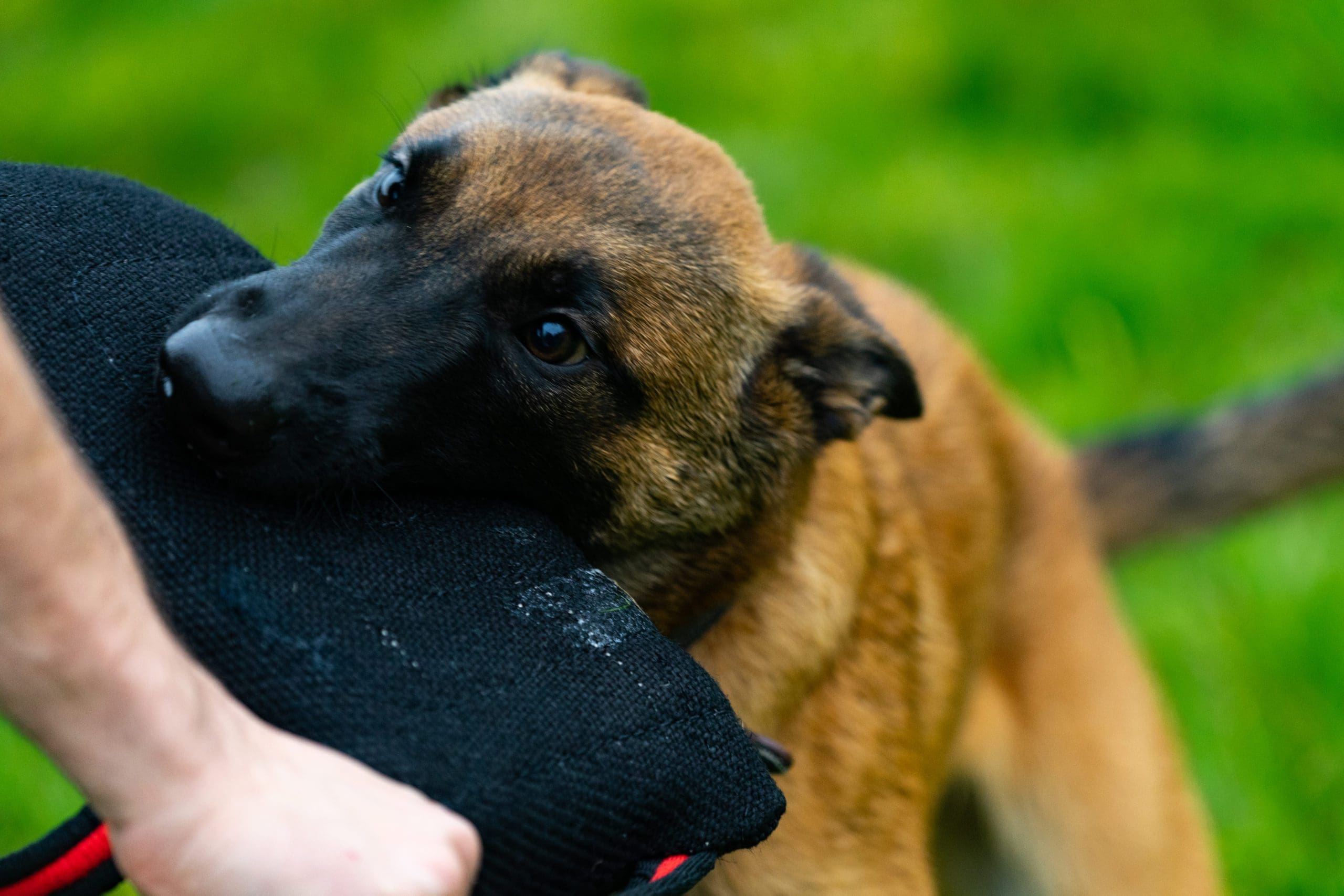 Dog Training Two Dog recall and trick