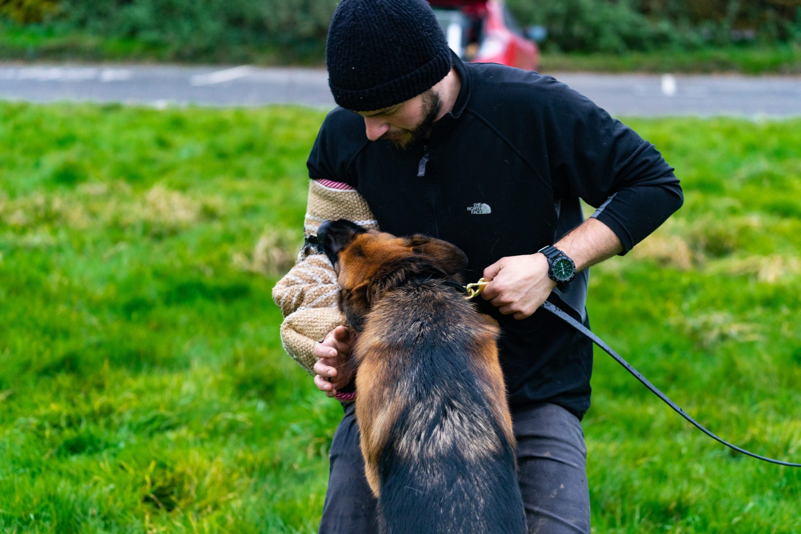German shepherd