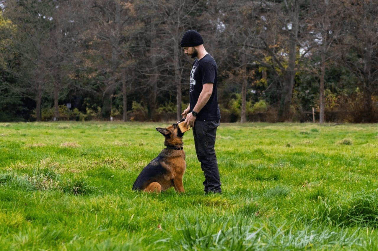 Dog recall and trick