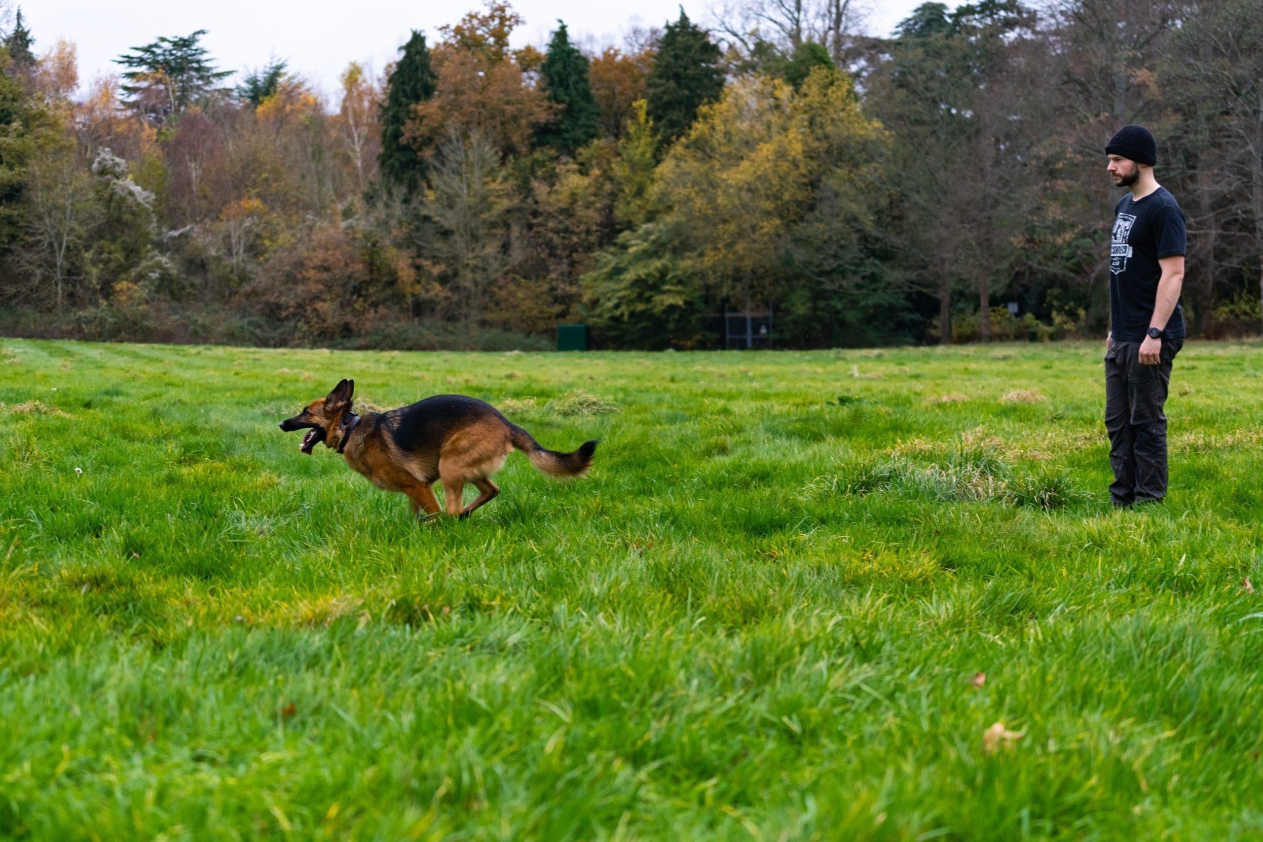 German shepherd