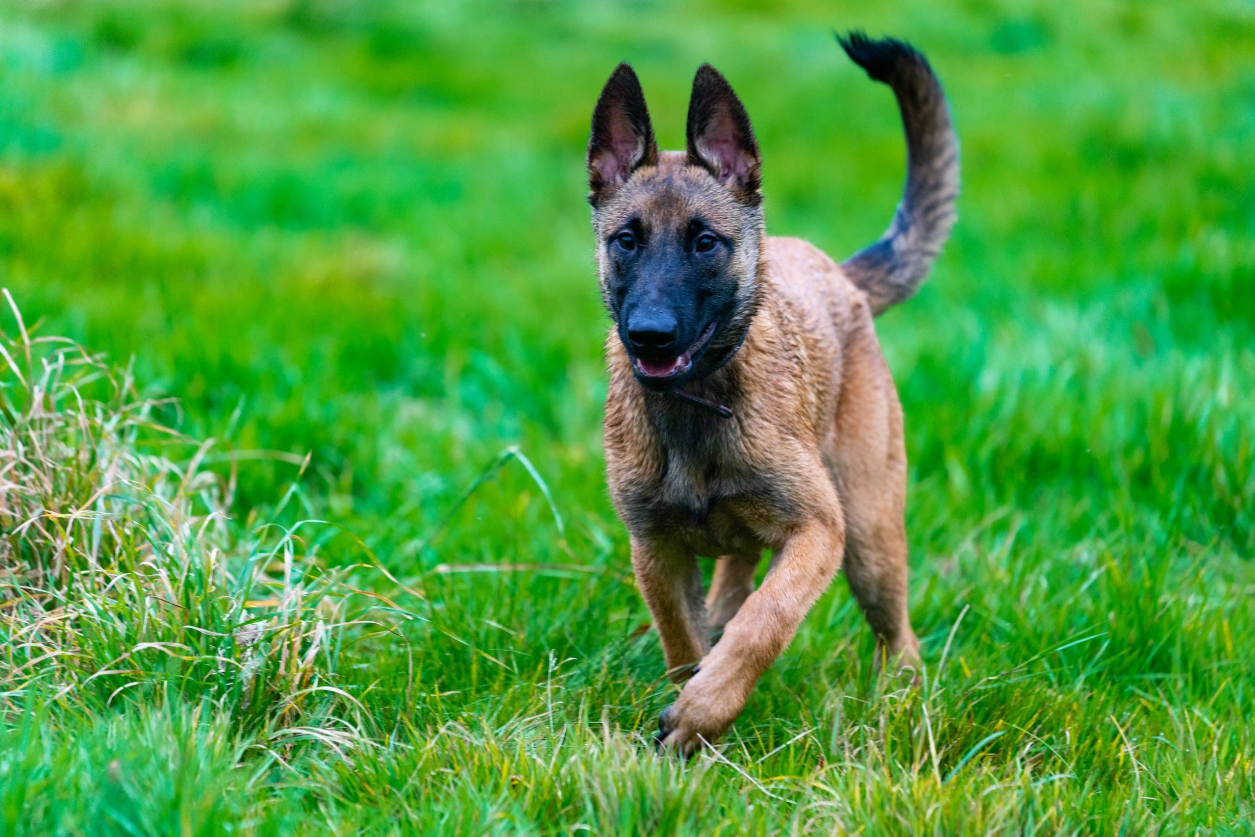 German shepherd